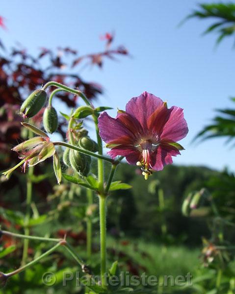 Geraniuym phaeum 'Rose Madder' - Click for next image