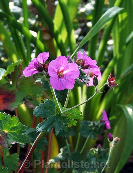 Geranium polyanthes - Click for next image