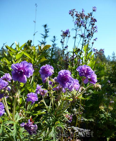 Geranium pratense 'Plenum Violaceum' - Click for next image