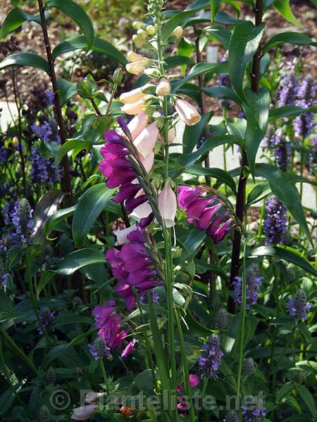Gladiolus italicus - Click for next image
