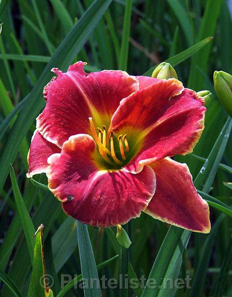 Hemerocallis 'Fire and Fog' - Click for next image