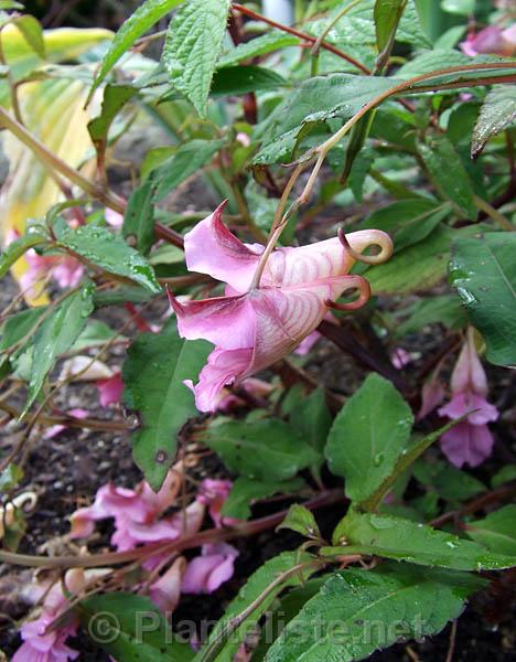 Impatiens sp. 