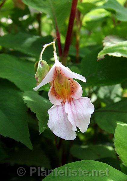 Impatiens sp. 'Milo' - Click for next image