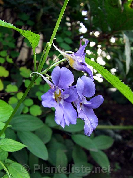 Impatiens namchabarwensis - Click for next image