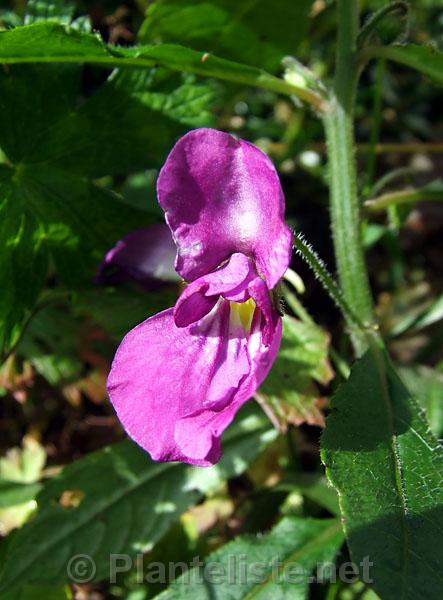 Impatiens puberula - Click for next image