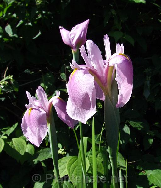 Iris (sibirica-grp.) 'Dance Ballerina Dance' - Click for next image