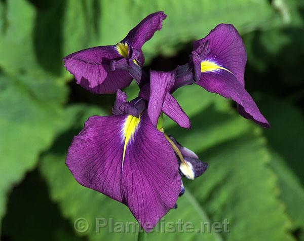 Iris ensata ssp. spontanea - Click for next image