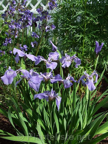 Iris hookeri - Click for next image