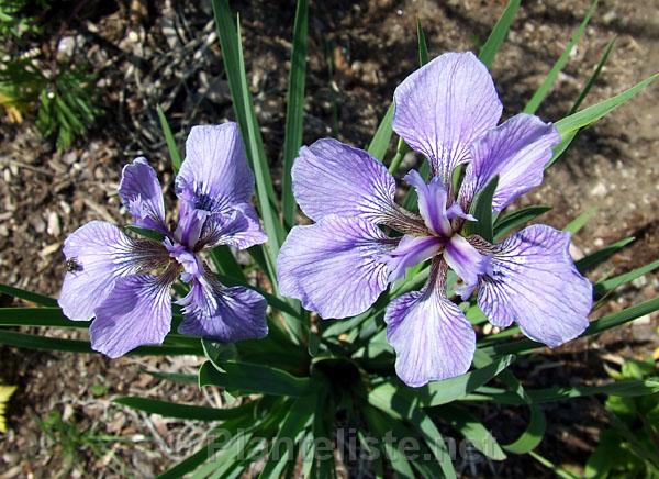 Iris hookeri 'Monstrosa' - Click for next image