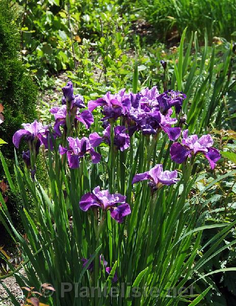 Iris 'Laughing Lion' - Click for next image