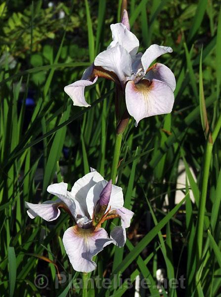 Iris 'Roanoke's Choice' - Click for next image