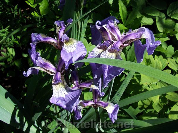 Iris setosa - Click for next image