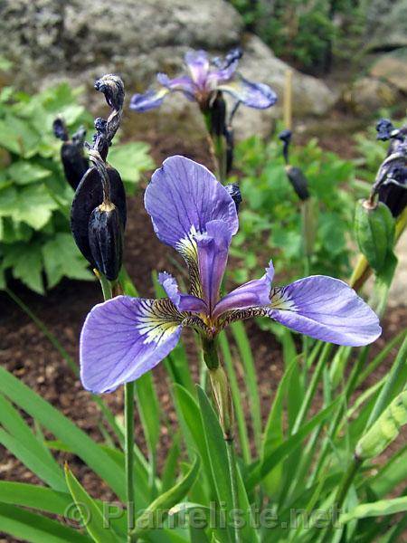 Iris setosa, black pod - Click for next image
