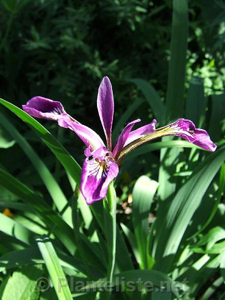 Iris versicolor 'Kermesina' - Click for next image