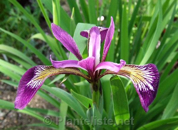Iris versicolor 'Kermesina' - Click for next image