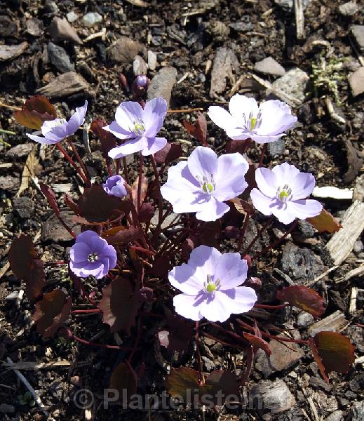 Jeffersonia dubia - Click for next image