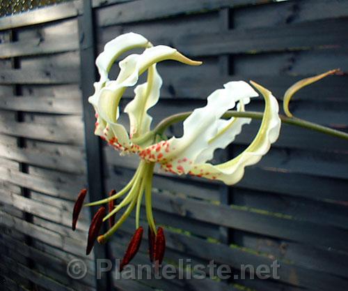 Lilium gloriosoides - Click for next image