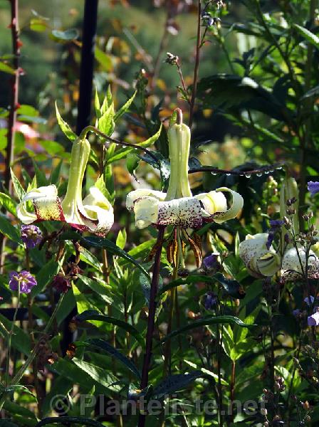 Lilium majoense - Click for next image