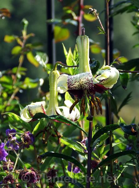 Lilium majoense - Click for next image