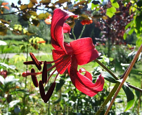 Lilium 'Morden Butterfly' - Click for next image