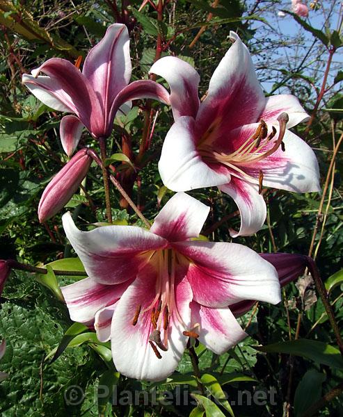 Lilium 'Northern Carillon' - Click for next image