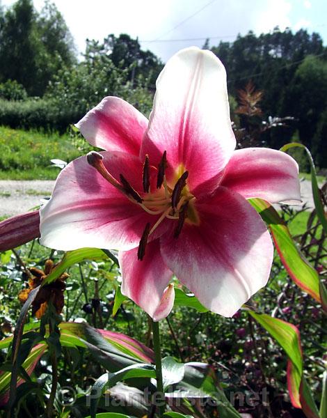 Lilium 'Northern Star' - Click for next image