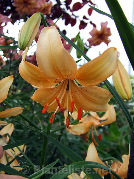 Lilium 'Peach Butterflies' - Click for next image