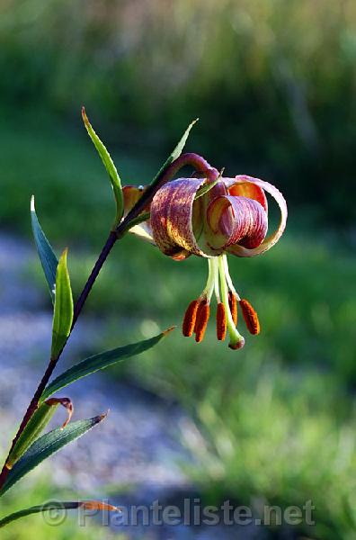 Lilium primulinum 'Rock's Variety' - Click for next image