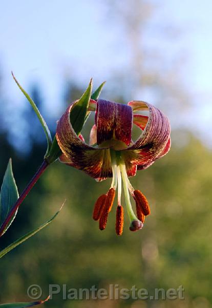 Lilium primulinum 'Rock's Variety' - Click for next image