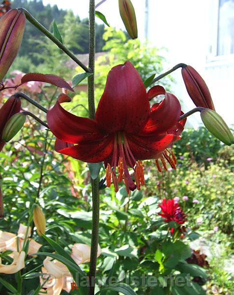 Lilium 'Red Velvet' - Click for next image