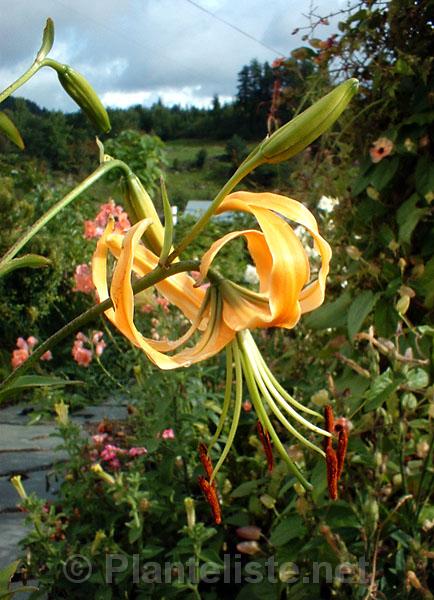 Lilium rosthornii - Click for next image