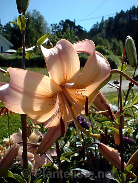 Lilium 'Salmon Tiger' - Click for next image