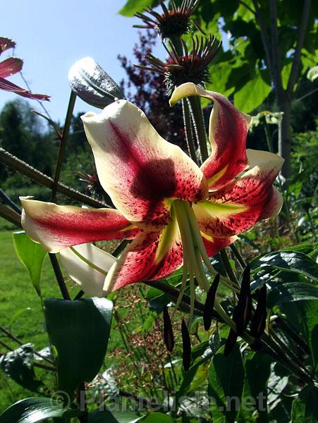 Lilium 'Scheherazade' - Click for next image