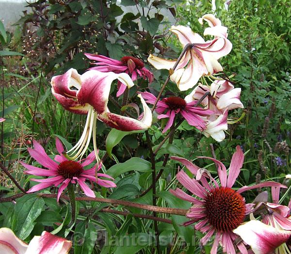 Lilium 'Scheherazade' and Echinacea purpurea - Click for next image