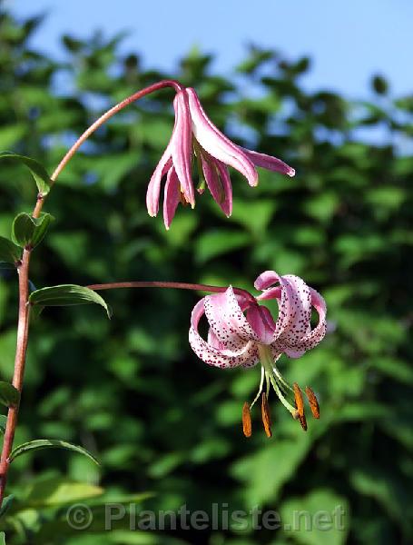 Lilium wardii - Click for next image