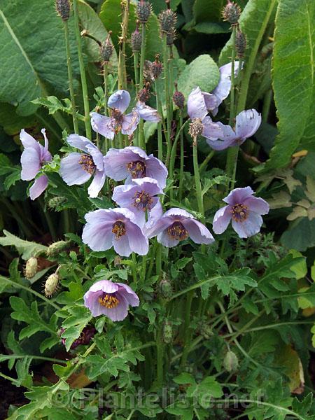 Meconopsis aculeata - Click for next image