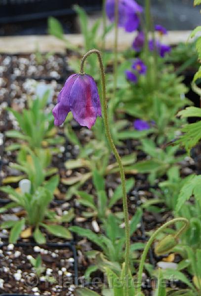 Meconopsis x cookei - Click for next image