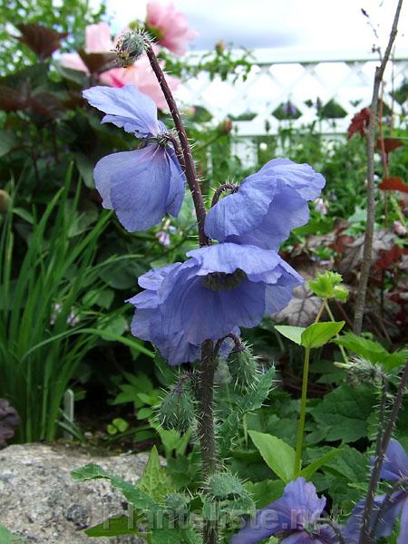 Meconopsis racemosa ssp. racemosa (syn. M. prattii) - Click for next image