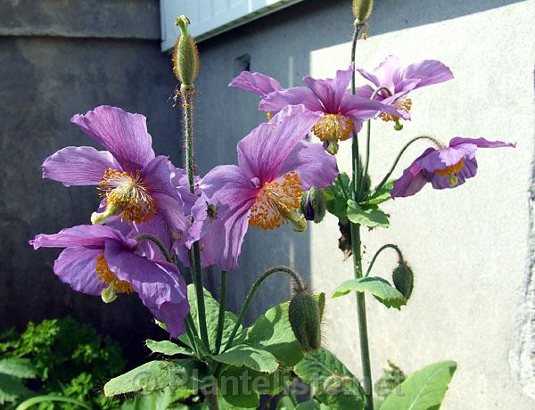 Meconopsis 'Hensol Violet' - Click for next image
