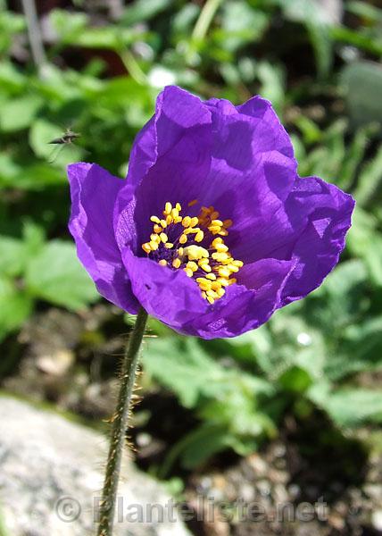 Meconopsis impedita - Click for next image