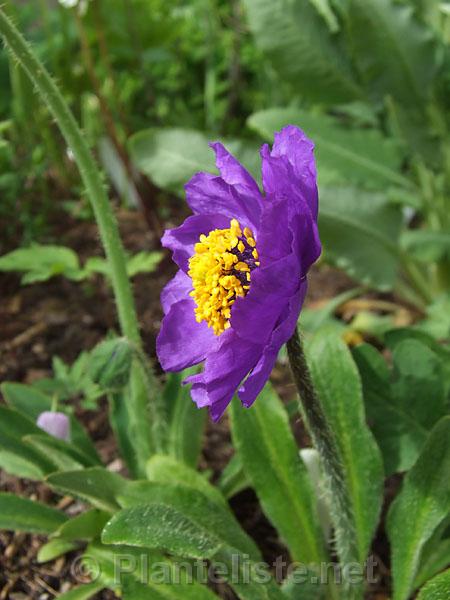 Meconopsis impedita - Click for next image