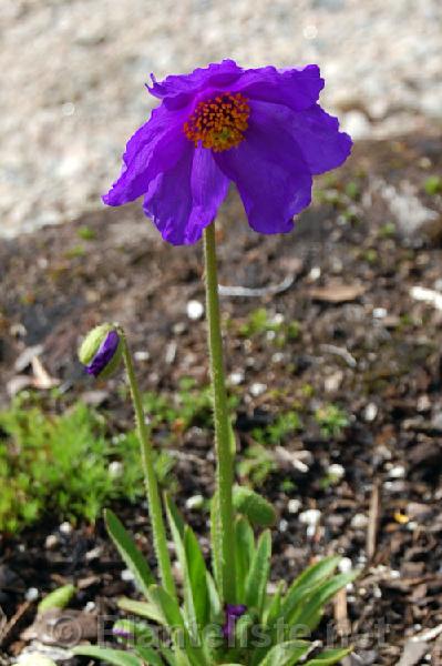 Meconopsis impedita - Click for next image