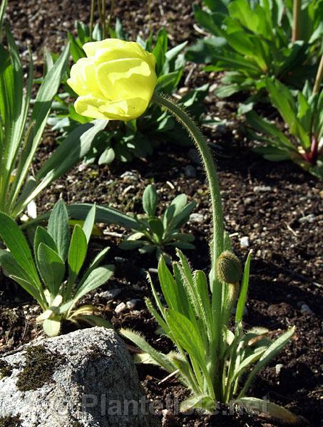 Meconopsis integrifolia - Click for next image