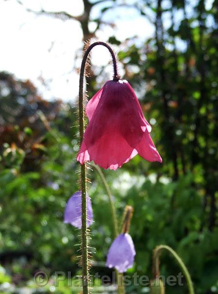Meconopsis x cookei 'Old Rose' - Click for next image