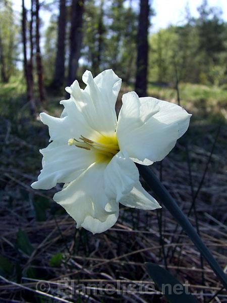 Narcissus 'Colblanc' - Click for next image