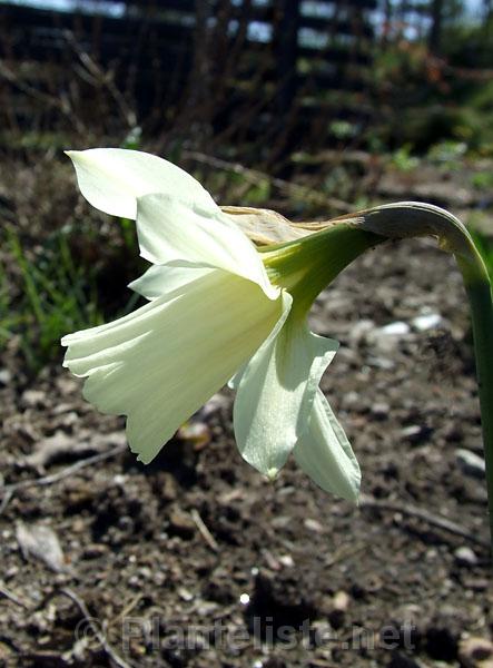 Narcissus pseudonarcissus ssp. moschatus - Click for next image