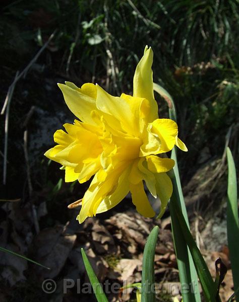 Narcissus 'Telamonius Plenus' (syn. 'Van Sion') - Click for next image