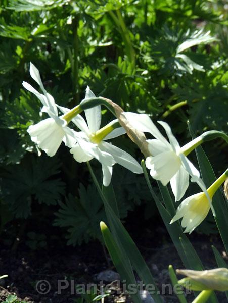 Narcissus 'Thalia' - Click for next image