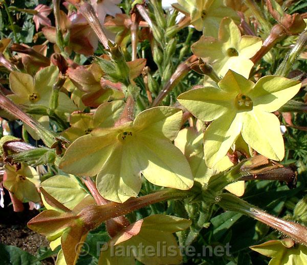 Nicotiana 'Perfume Antique Lime' - Click for next image