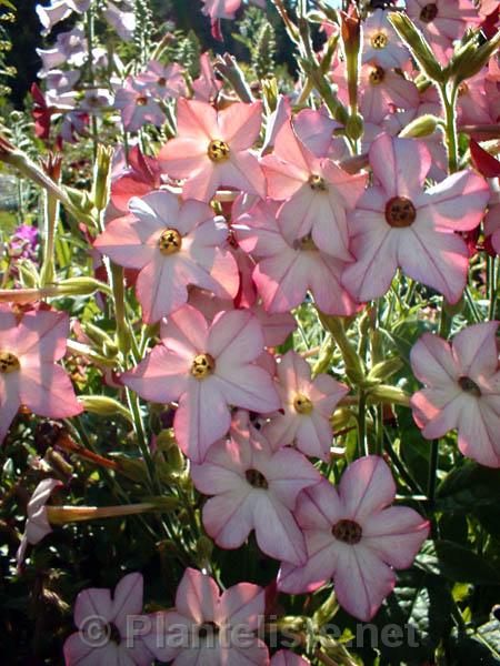Nicotiana 'Perfume Lilac' - Click for next image